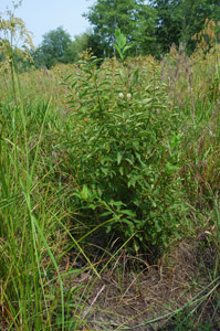 Button bush in landscape